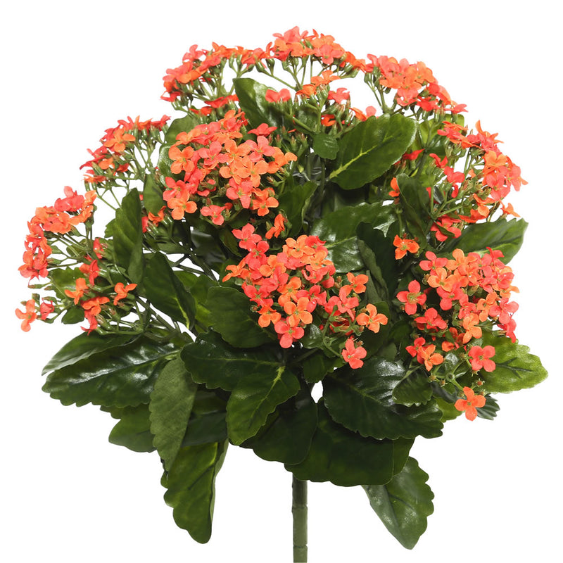 Kalanchoe