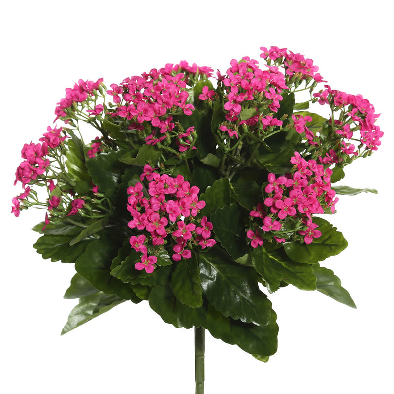 Kalanchoe