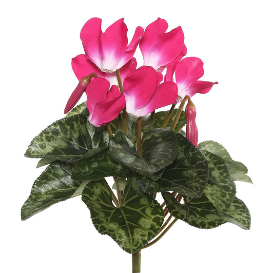 Cyclamen