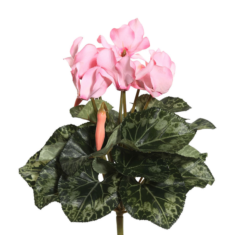 Cyclamen