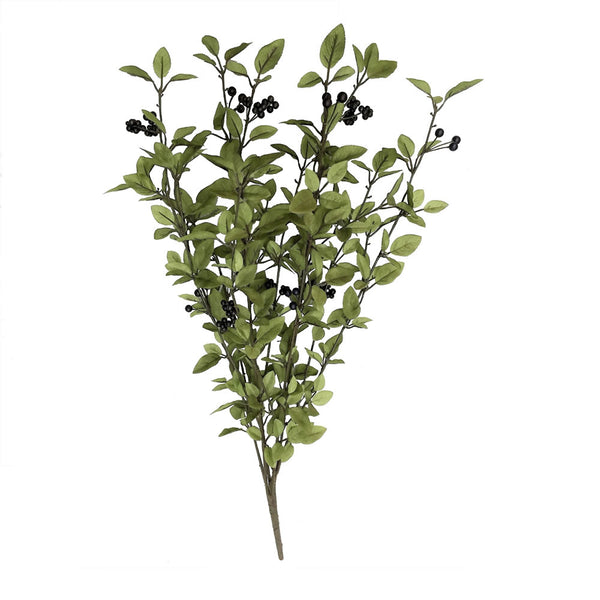 30" Green Huckleberry Bush