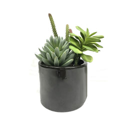 Succulent Arrangement