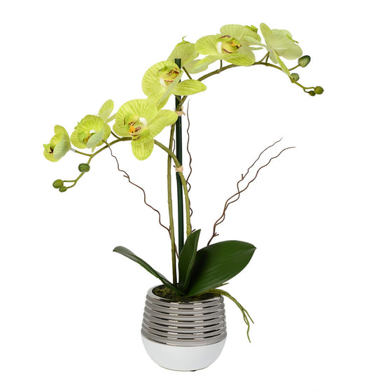 Phalaenopsis