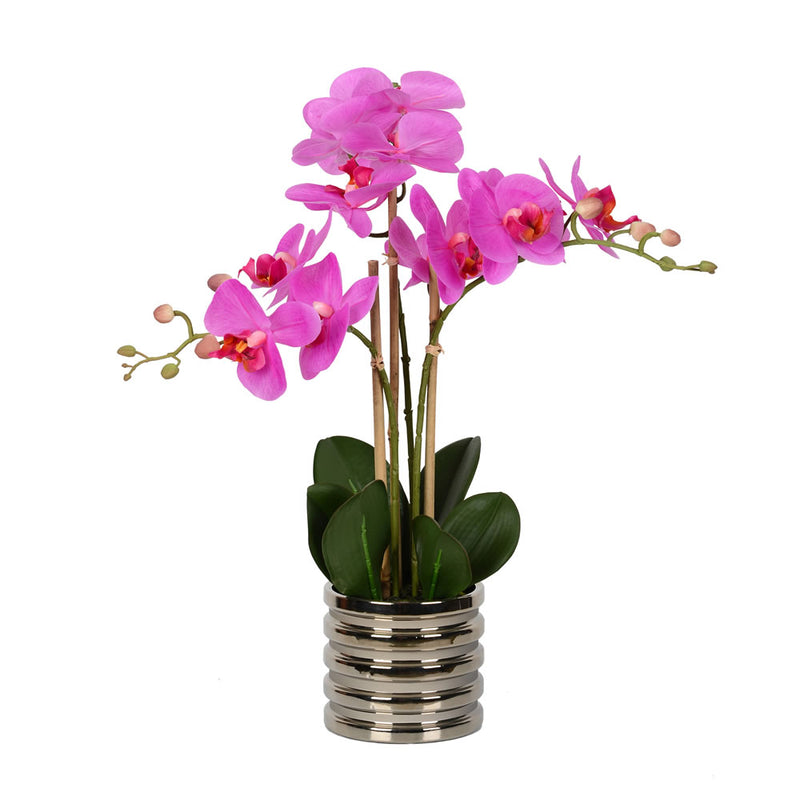 Phalaenopsis