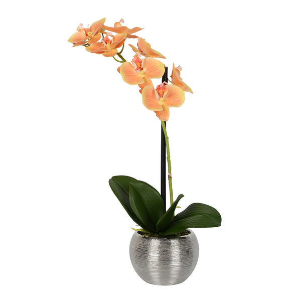 Phalaenopsis