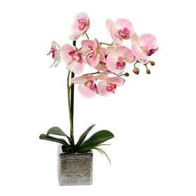 Phalaenopsis