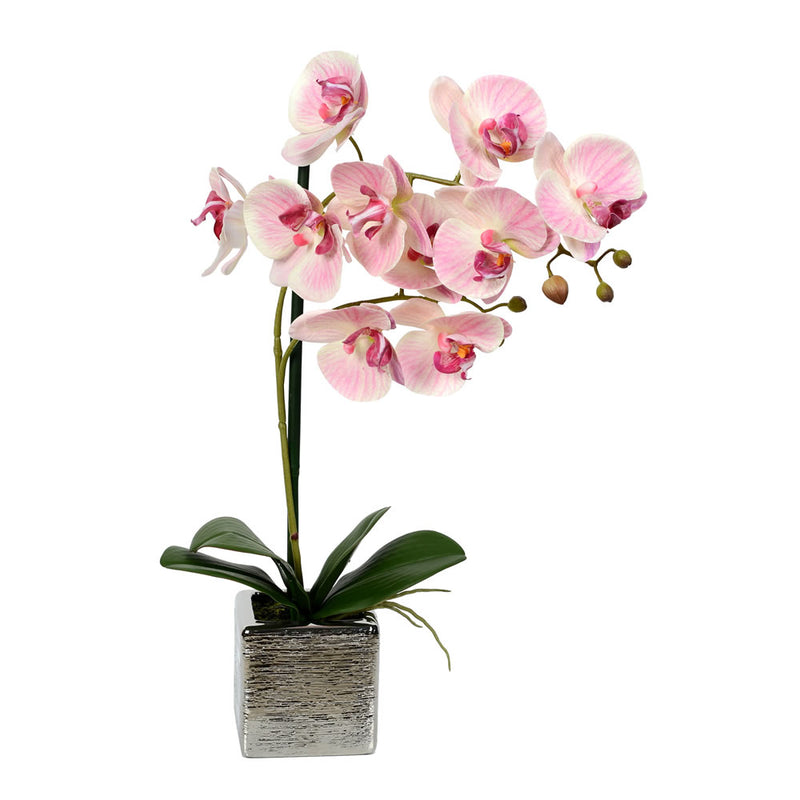 Phalaenopsis