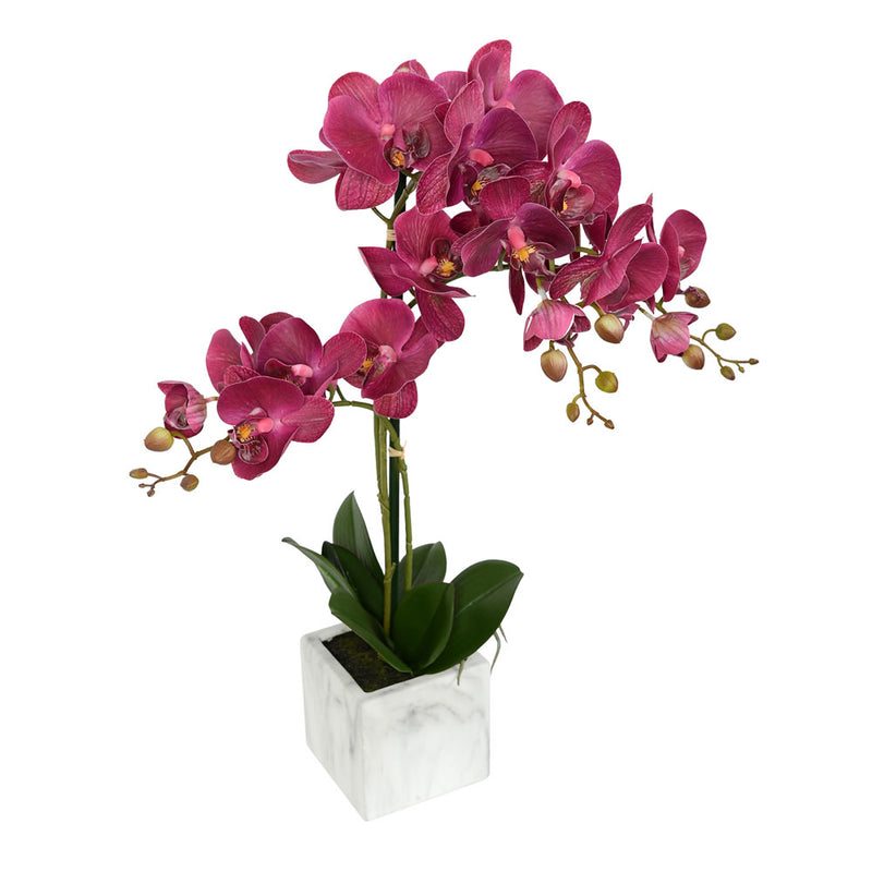 Phalaenopsis