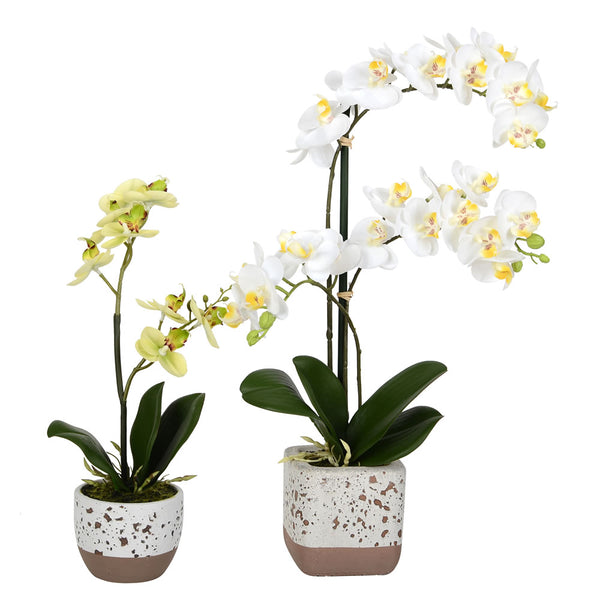 13.5"&18" Mini White Phal RT 2/set