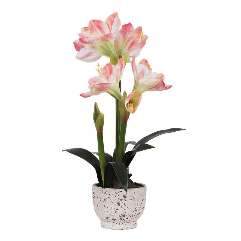 24" Pink Amaryllis in Pot