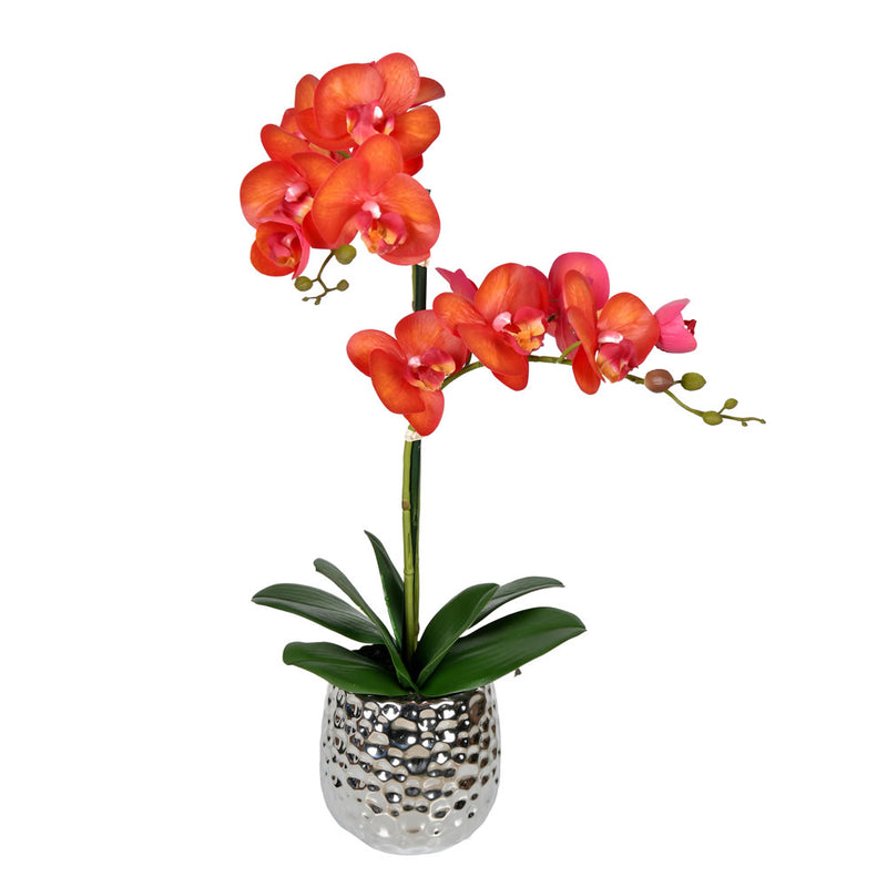 Phalaenopsis