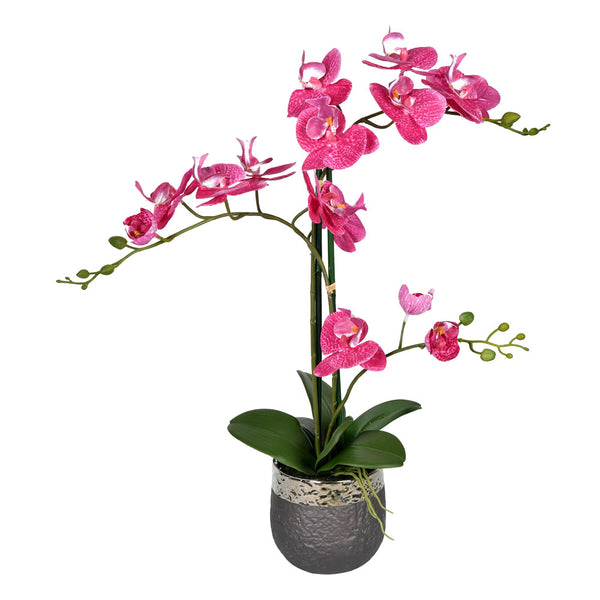 Phalaenopsis