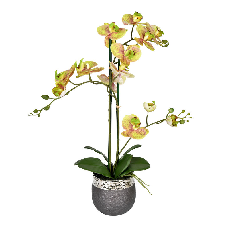 Phalaenopsis