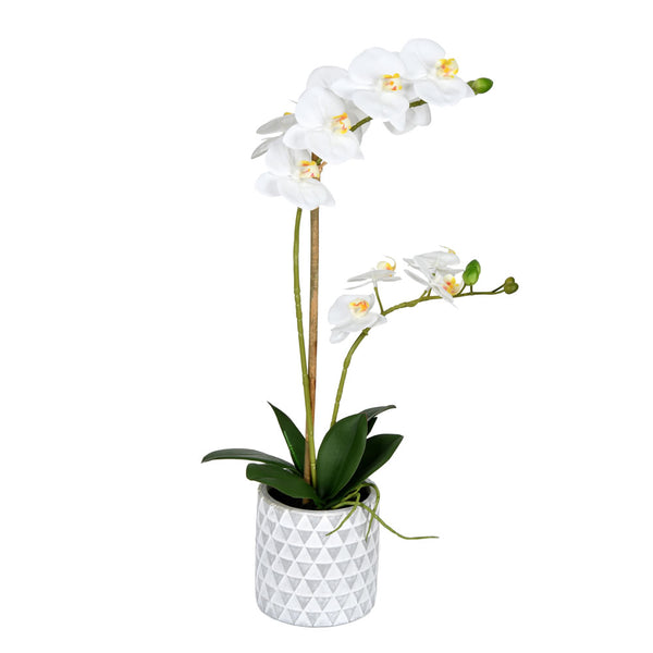 Phalaenopsis