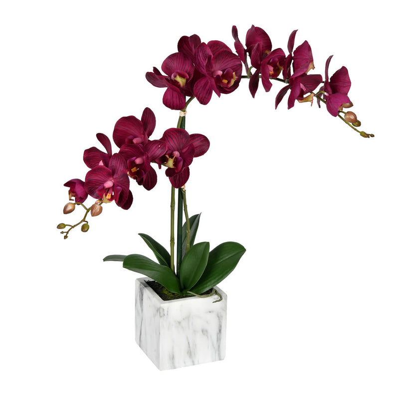 Phalaenopsis