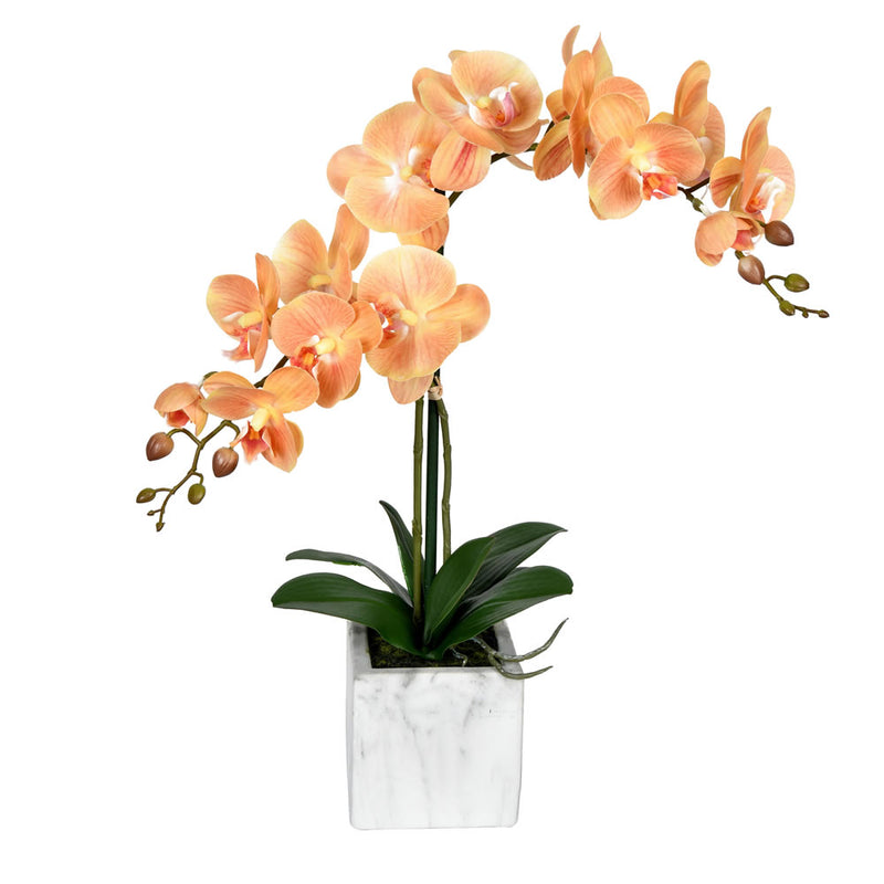 Phalaenopsis