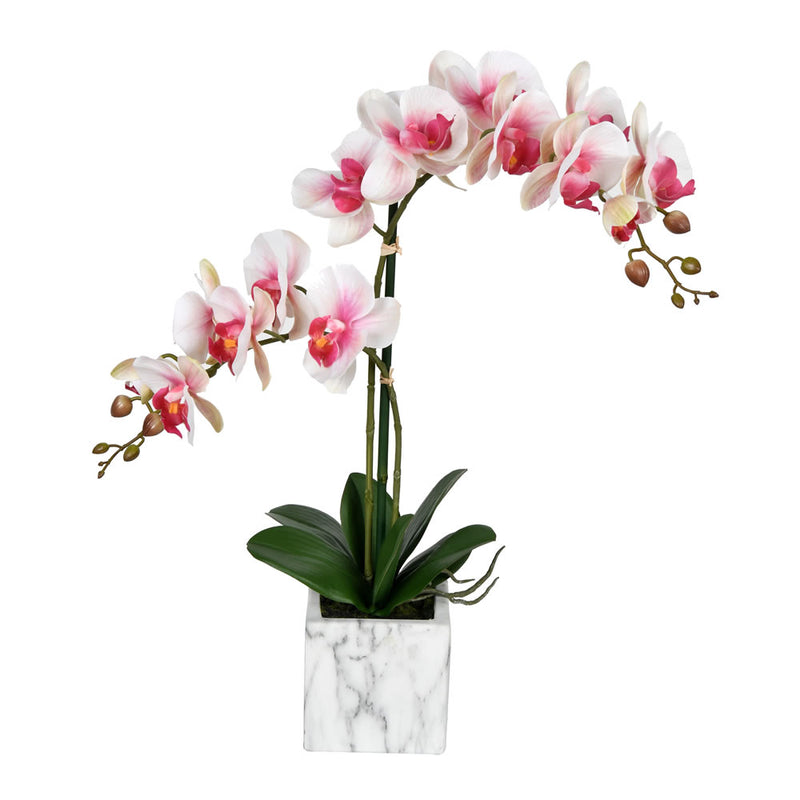 Phalaenopsis