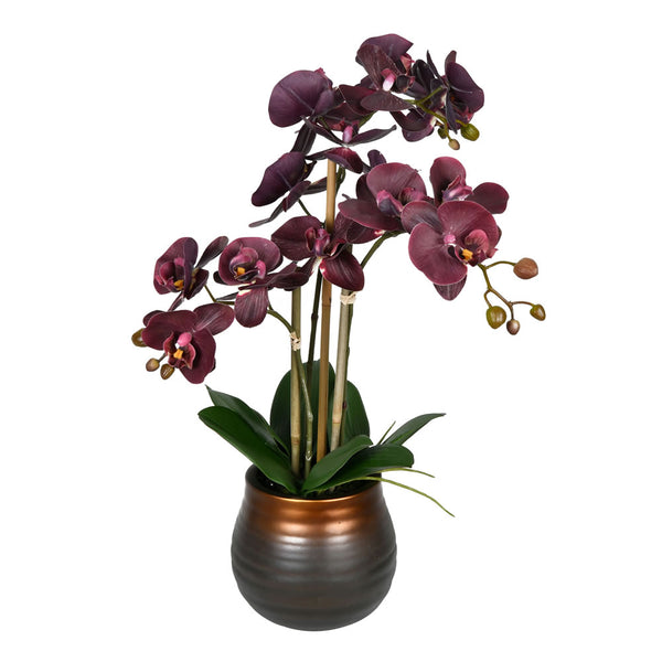 Phalaenopsis