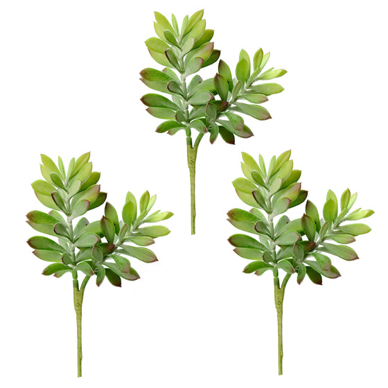 10" Green Crassula Tetragona Pick 3/Pk