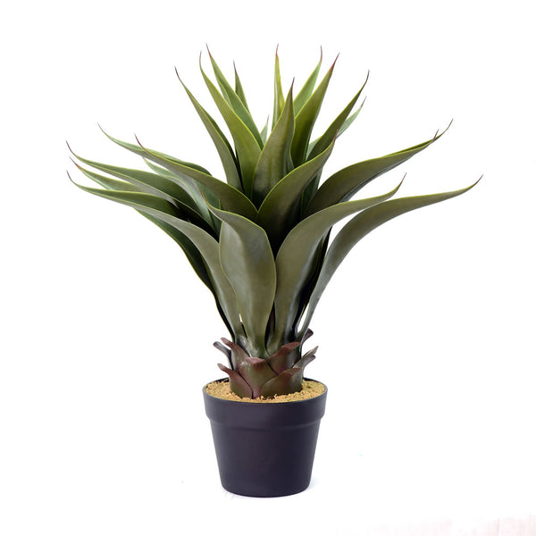 22" Potted Aloe Vera