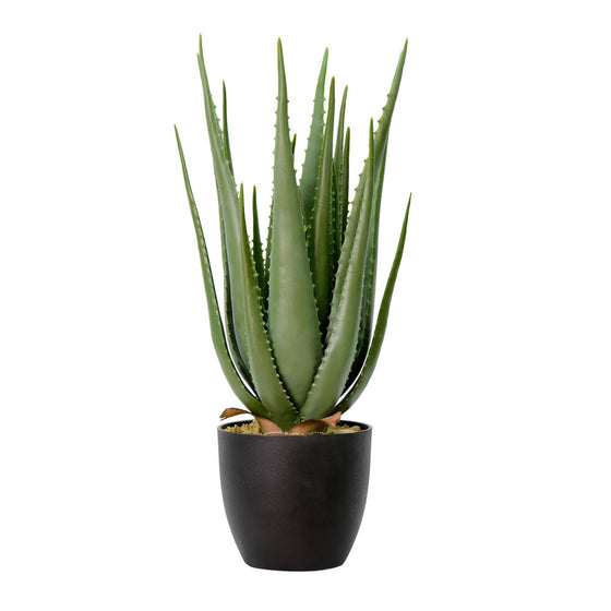 27.5" Potted Aloe Vera