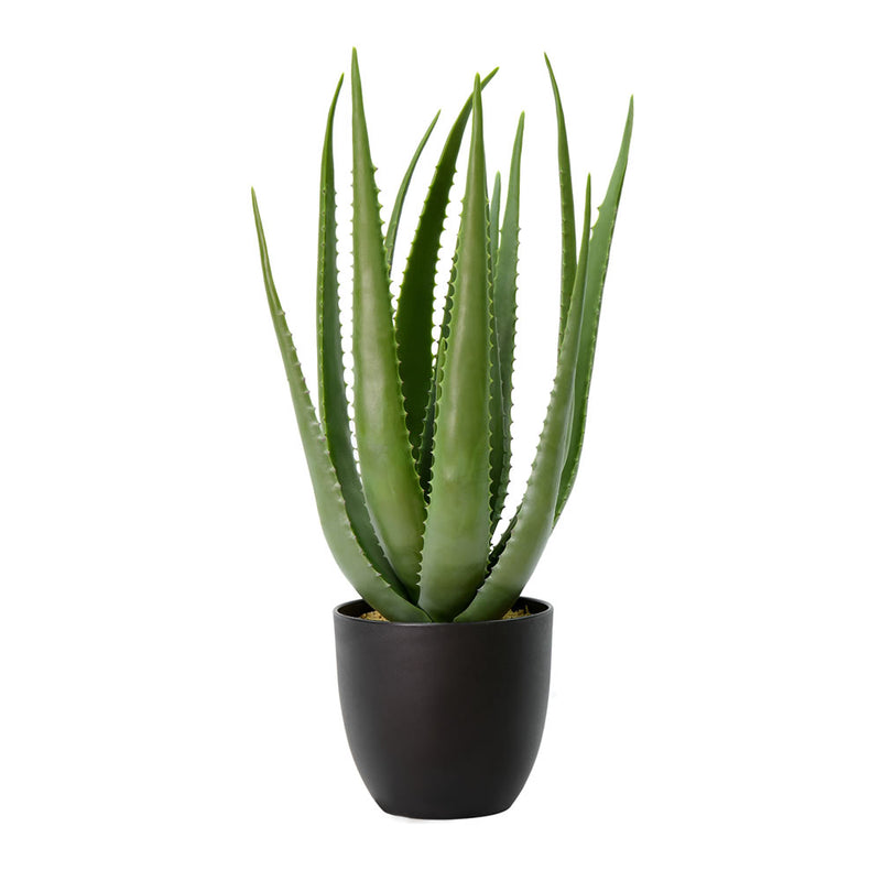 25" Potted Aloe Vera