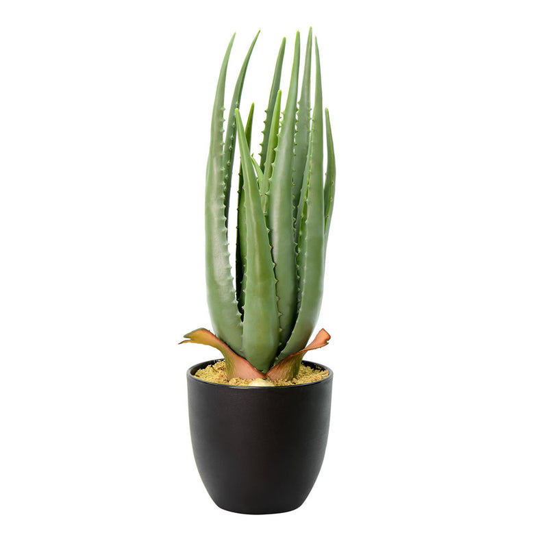 17.5" Potted Aloe Vera