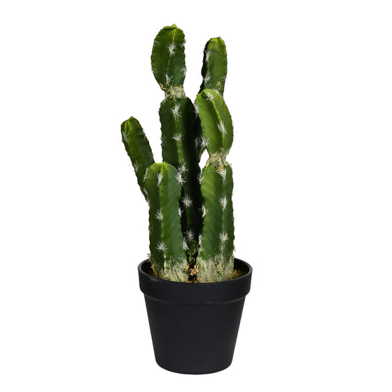 Potted Cactus