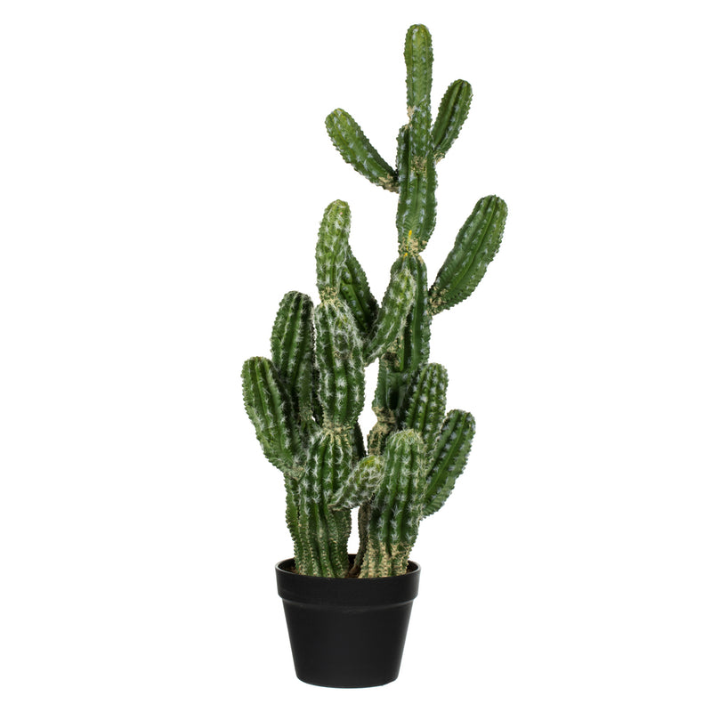 Potted Cactus