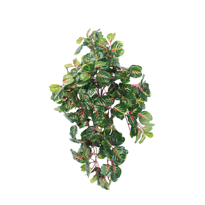 27" Bloodleaf Hanging Bush-Grn/Red