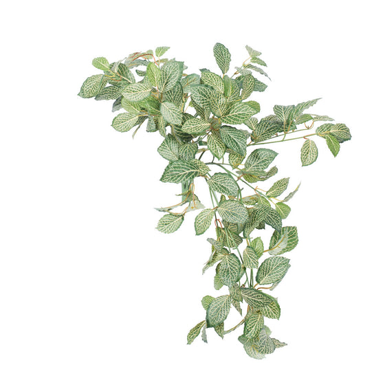 24"  Fittonia Hanging Bush-Green/Beige