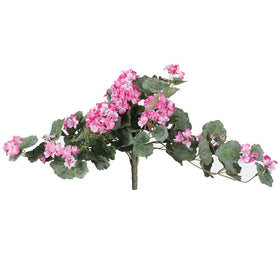 Geranium Bushes