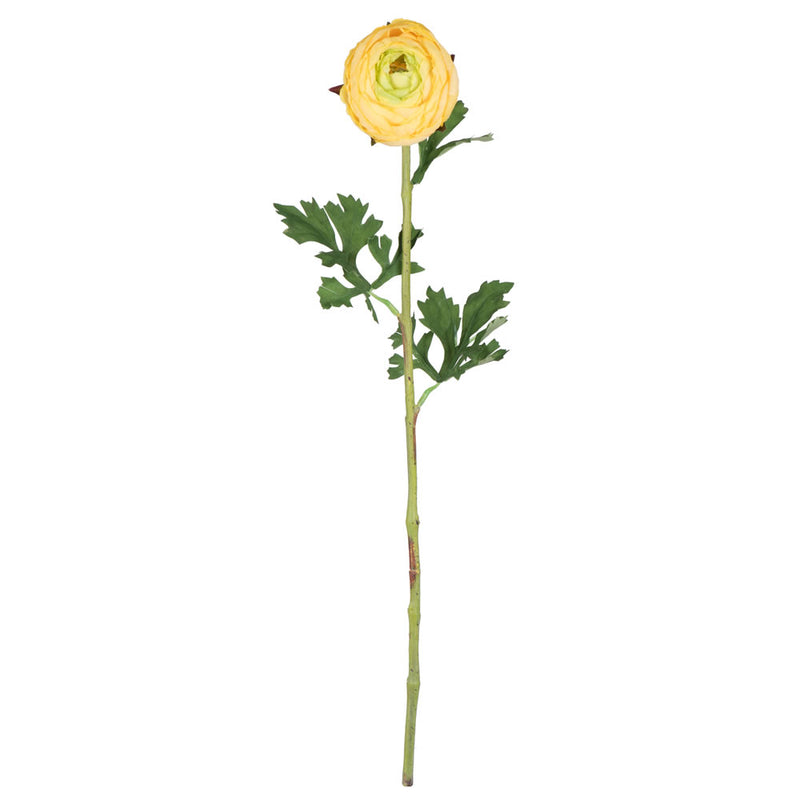 Ranunculus Stem