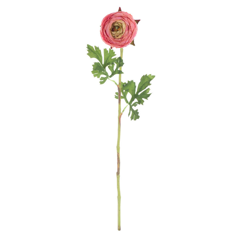 Ranunculus Stem