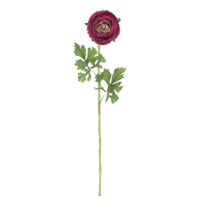 Ranunculus Stem