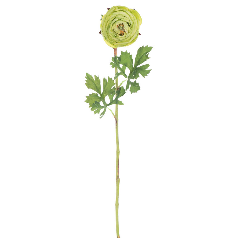 Ranunculus Stem