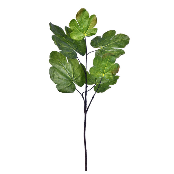 Fig Leaf