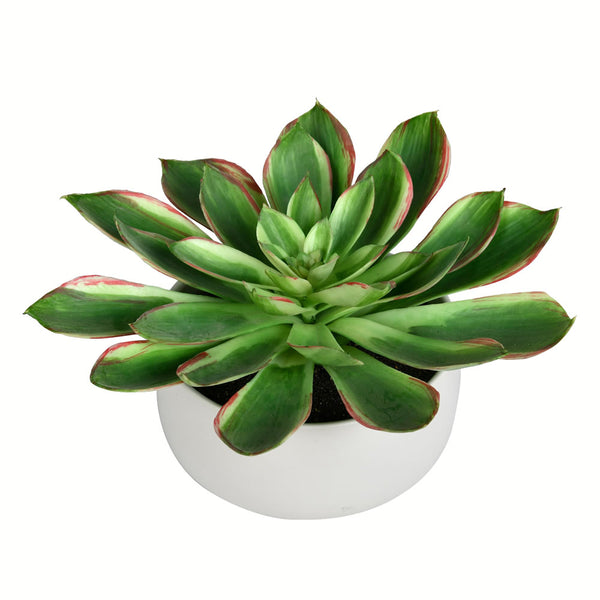 10" Potted Green Succulent