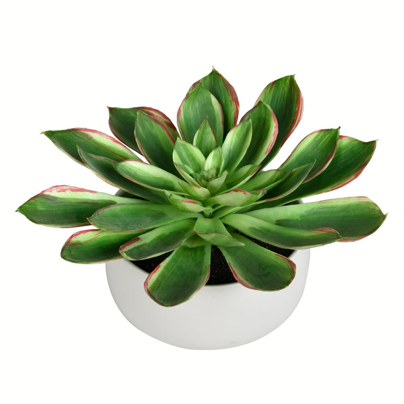 10" Potted Green Succulent