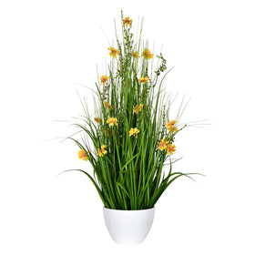 Potted Cosmos Grass