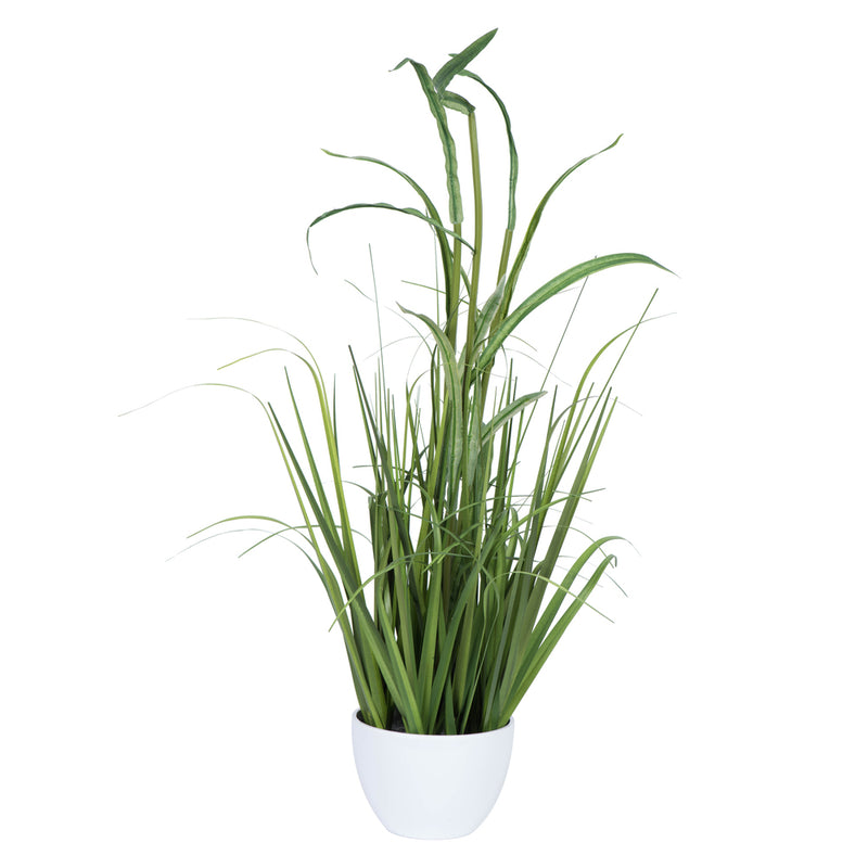 Potted Bamboo Grass