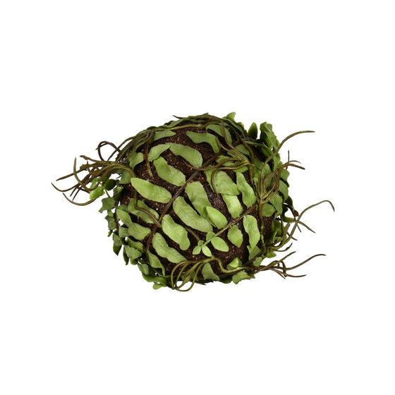 Boston Fern Ball