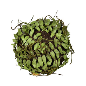 Boston Fern Ball