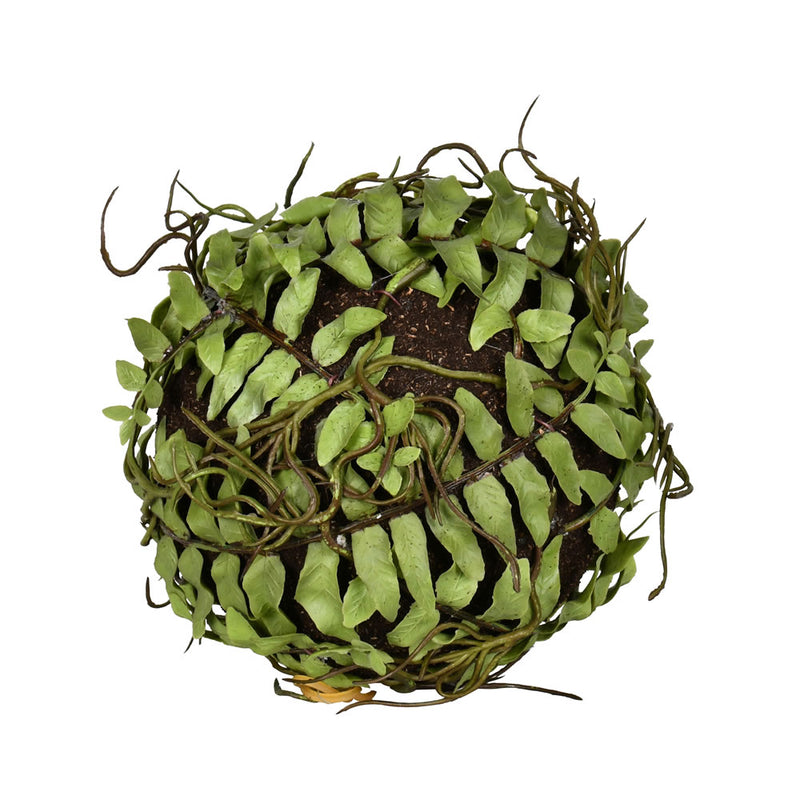 Boston Fern Ball