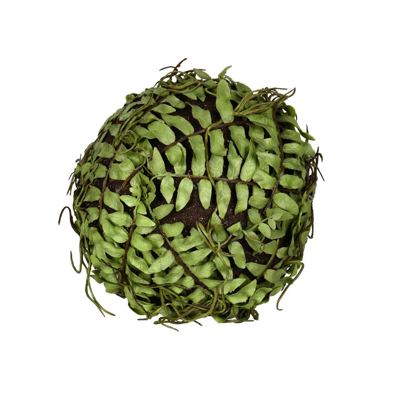 Boston Fern Ball