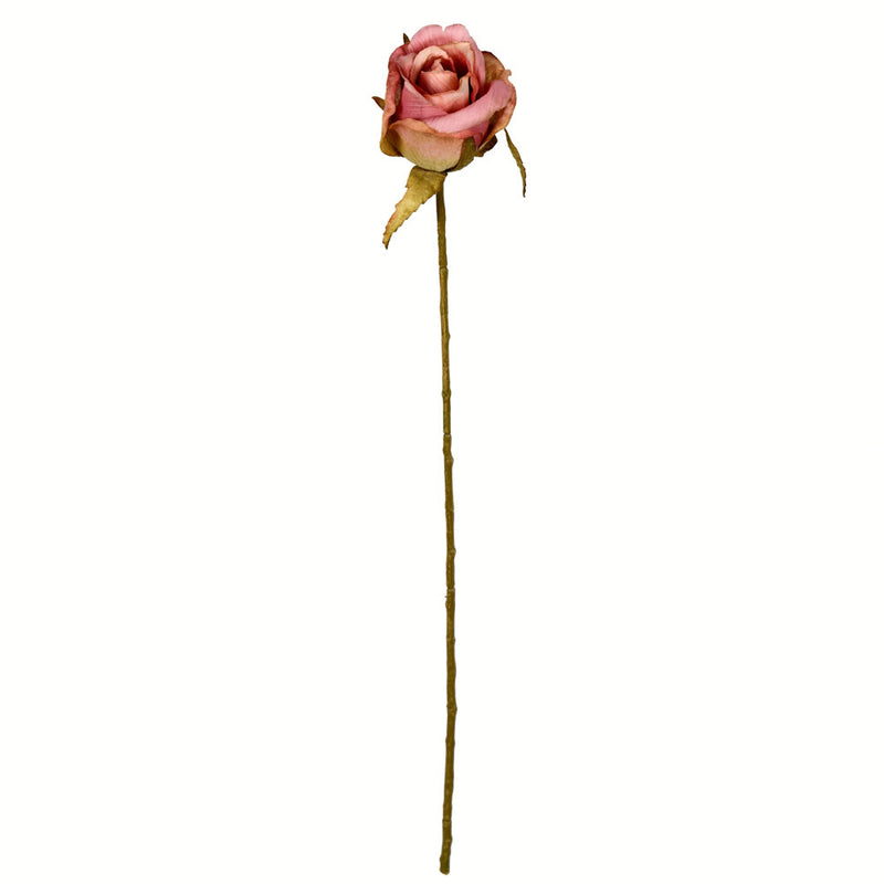 Rose Stem