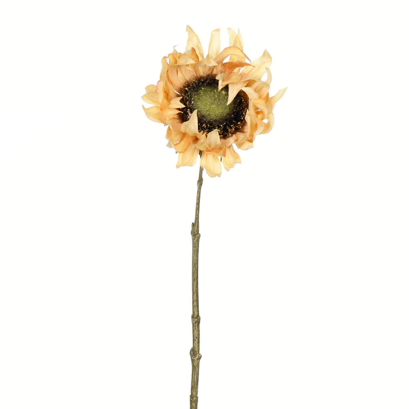 Sunflower Stem