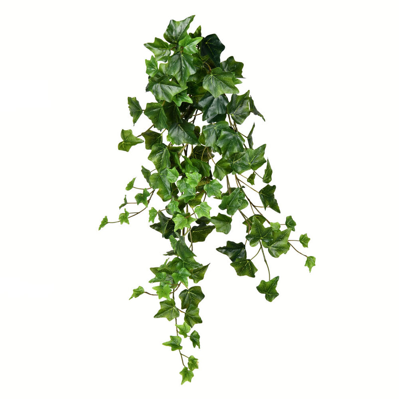 Hanging Ivy Bush