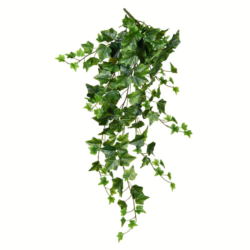 Hanging Ivy Bush