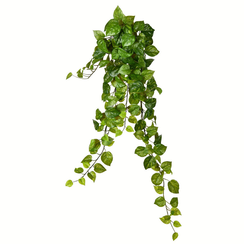 Hanging Ivy Bush